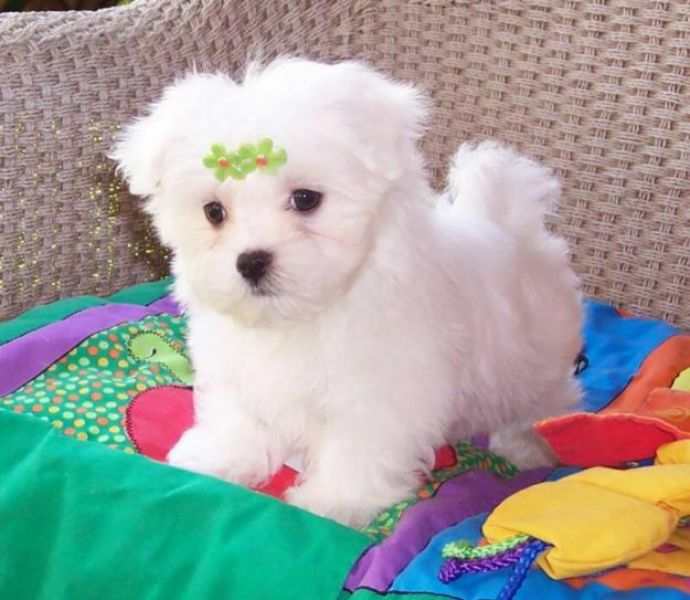 Cuccioli di micro maltese per adozione ( regalo  )