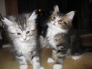  gattini main coon per adozione per adozione ( regalo  )