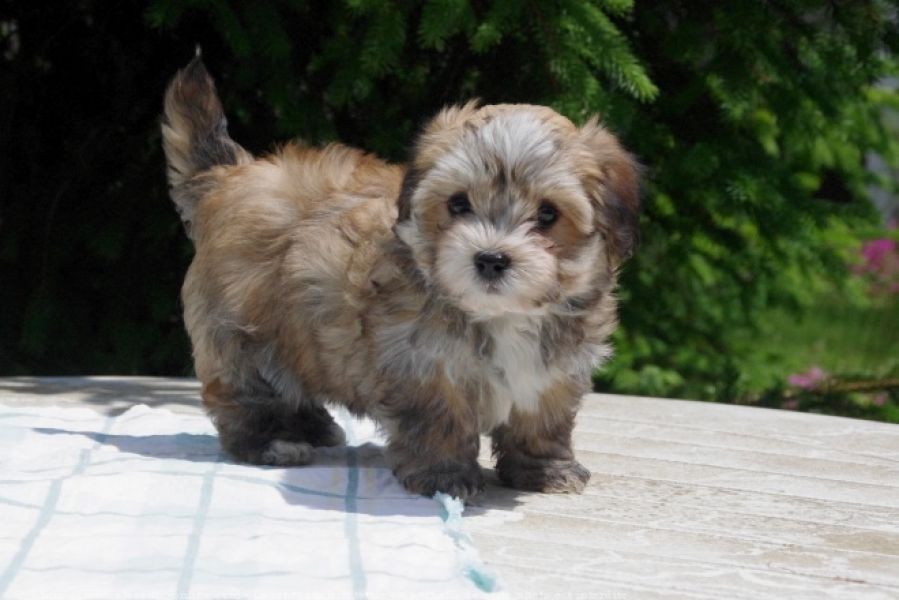 REGALO Dolci cuccioli Havanese per l'adozione