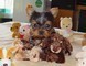 Yorkshire Terrier cuccioli Adorabile ,., Yorkshire Terrier cuccioli Adorabile