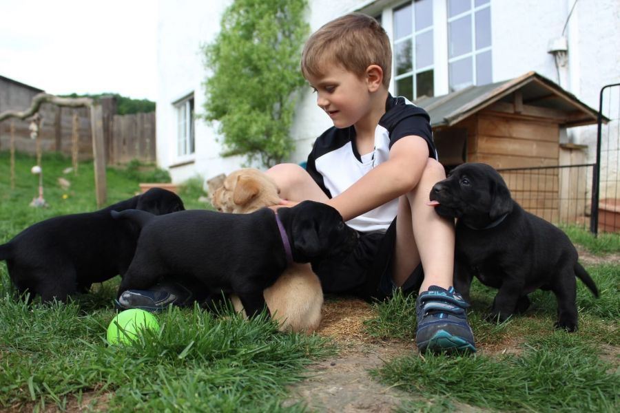 Dolcissimi cuccioli di labrador retriever