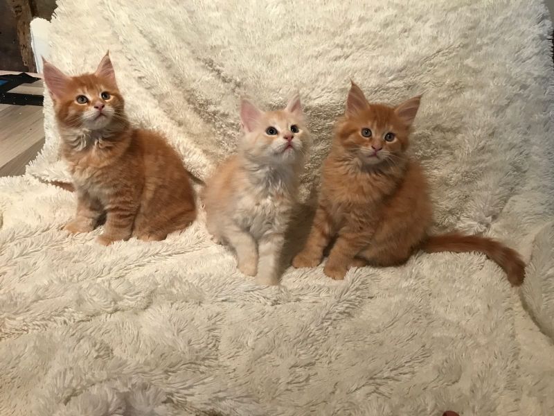   gattini main coon per adozione ( per regalo )
