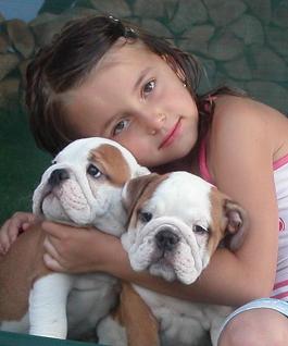 Adorabili cuccioli di bulldog inglese femminucce e maschietti disponibili