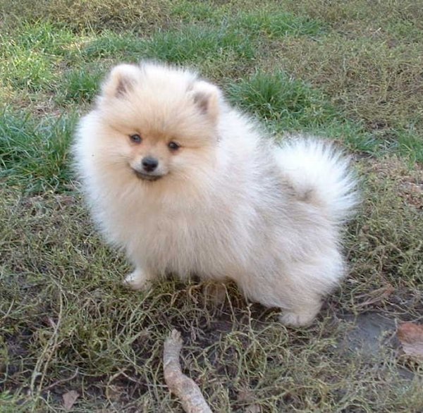 Adorabili cuccioli di pomerania volpino femminucce e maschietti disponibili per l'adozione