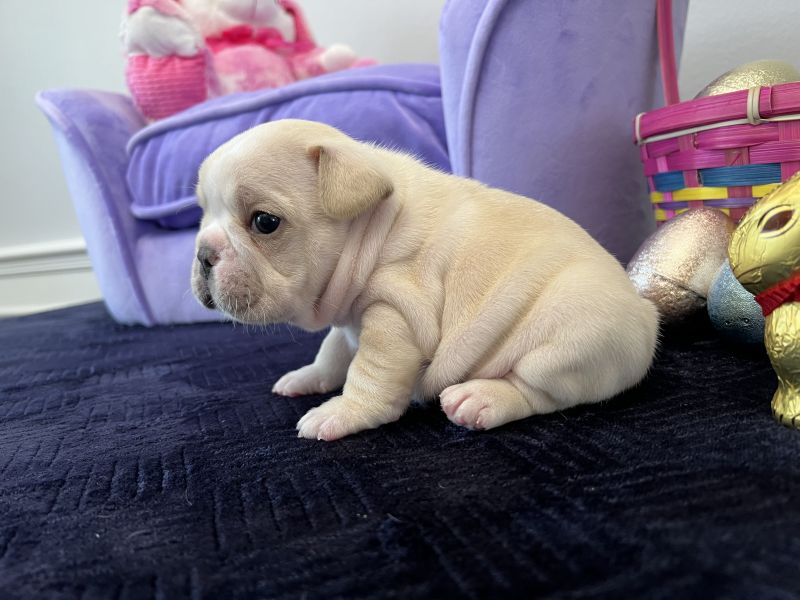   Regalo Meravigliosi cuccioli di bulldog francese (marieiris783@gmail.com)  Casa cresciuto, salute 