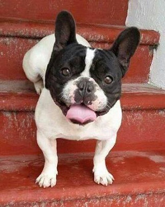 REGALO Bulldog francese blu bianco femmina e maschio
