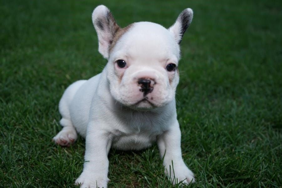 Sani maschio e femmina cuccioli di bulldog francese per adozione 