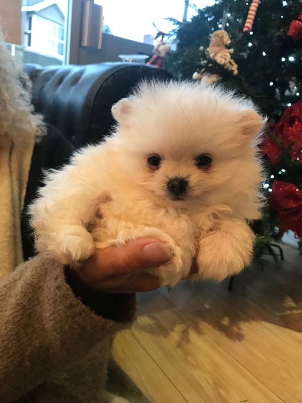 Regalo Volpini cuccioli di pomerania