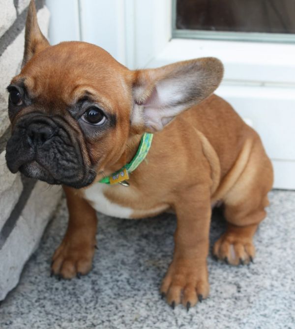 Molto bella e sani cuccioli di Bulldog Francese per adozione maschi e femmine disponibili (gratis)