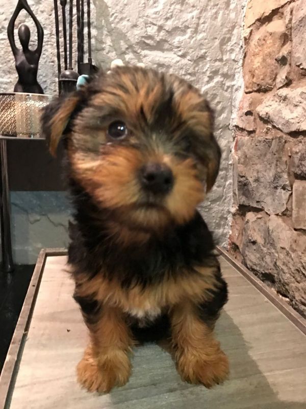  cuccioli di yorkshire
