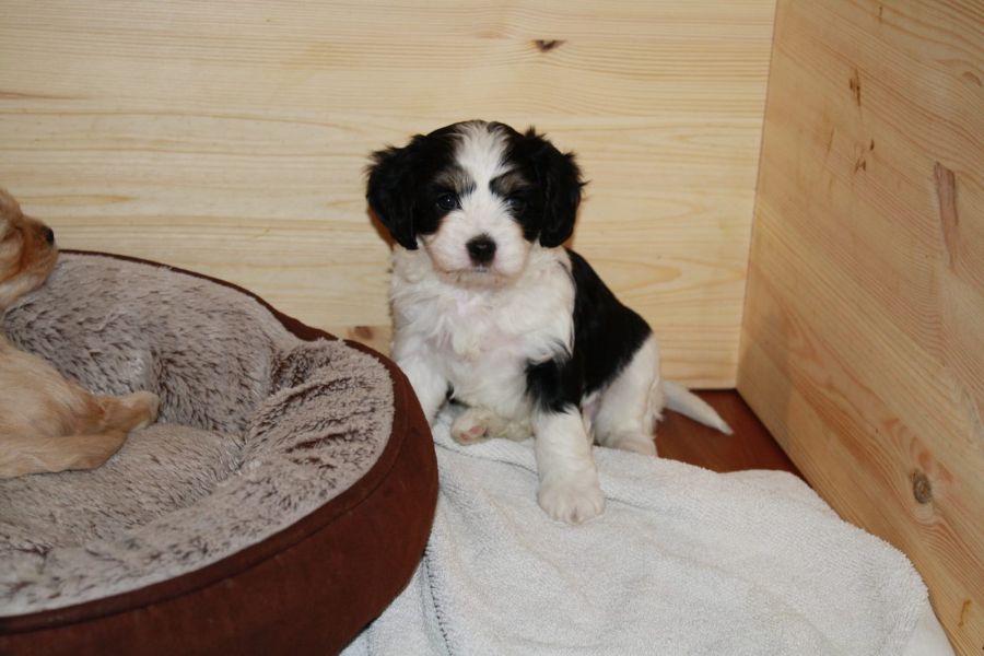 Molto bella e sani  cuccioli di cavalier king  per adozione maschi e femmine disponibili (gratis) 