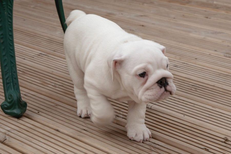 REGALO CUCCIOLI DI BULLDOG INGLESE  Bulldog Inglese cuccioli, disponibili 1 Maschio e 1 Femmina, all