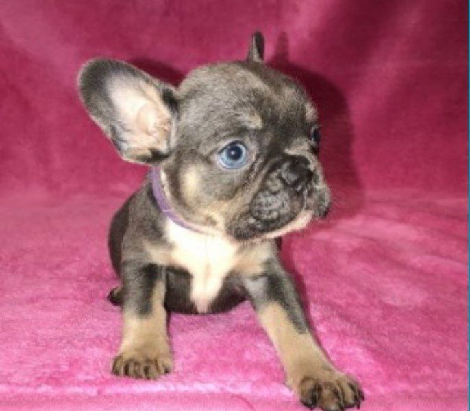 Molto bella e sani cuccioli di Bulldog Francese per adozione maschi e femmine disponibili (gratis) 