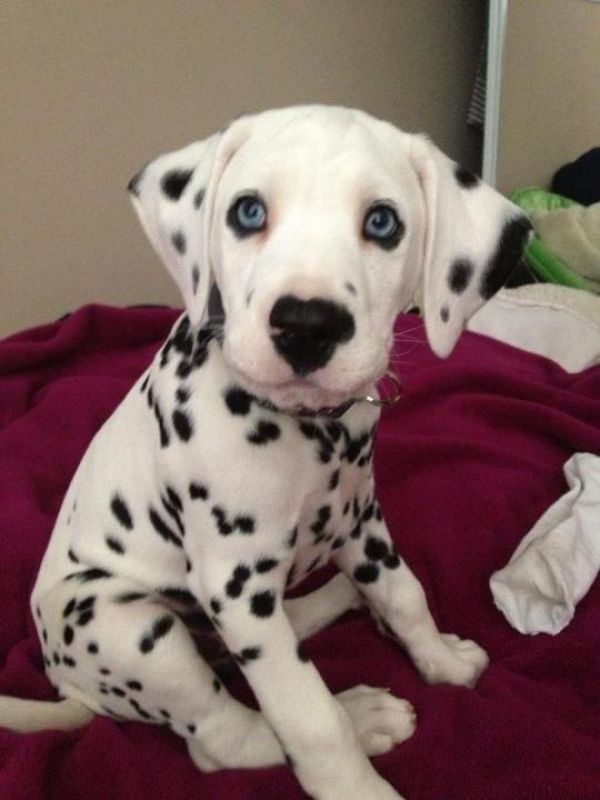 REGALO dalmata cuccioli