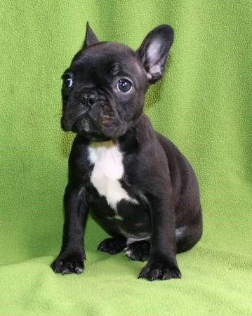 Cucciolo di Bouledogue Francese in vendita da allevamento e negozio