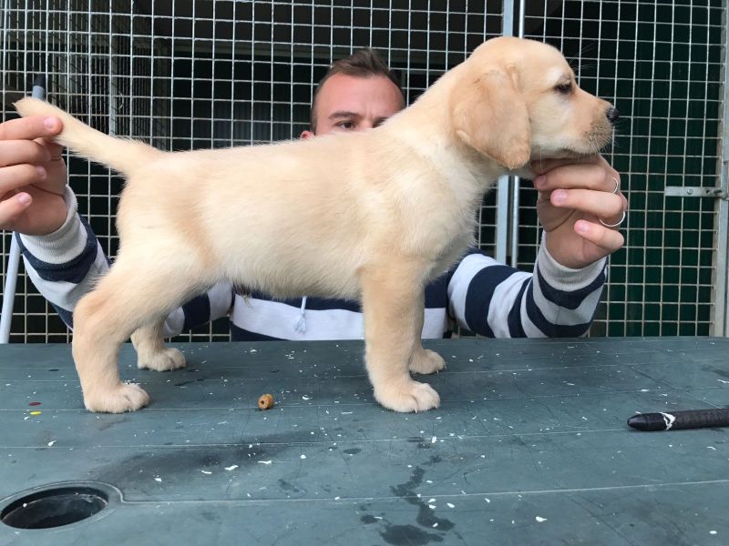 Kucciole di Labrador retriever