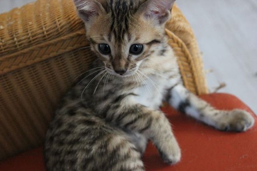  gattini Savannah   ( per regalo )