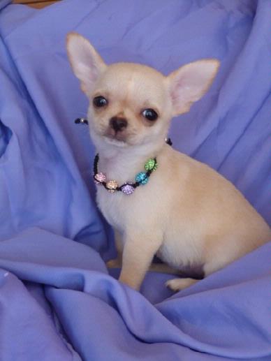REGALO Cuccioli dolce e bella chihuahua toy