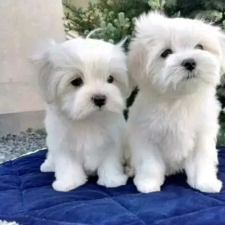 Regalo Cuccioli maltesi