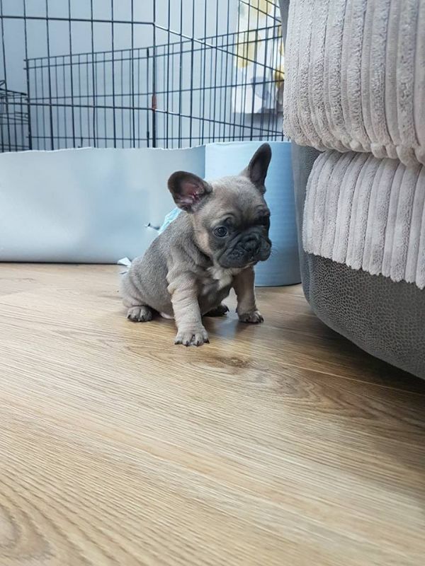 Adorabili cuccioli di Bulldog Francese femminucce e maschietti disponibili per l'adozione