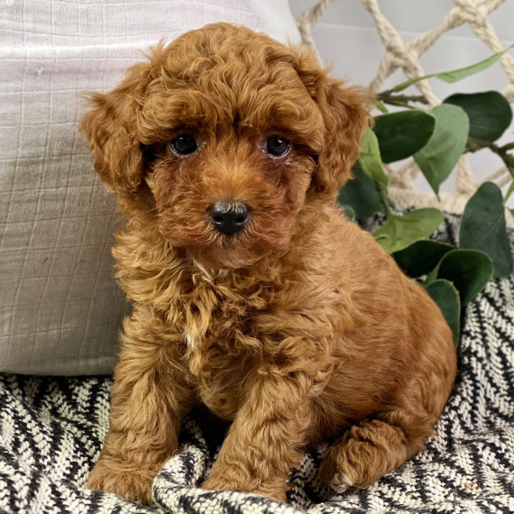 Regarlo Barboncino cuccioli  EMAIL (canine.boutique.pro@gmail.com)
