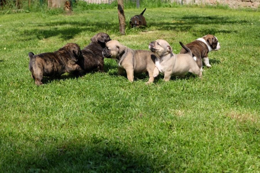  cuccioli di bulldog inglise  per adozione ( regalo  )