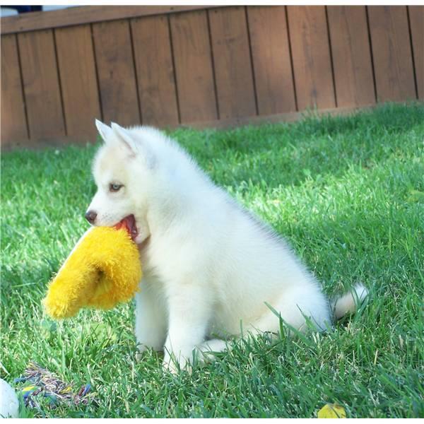 Siberian husky cuccioli in regalo