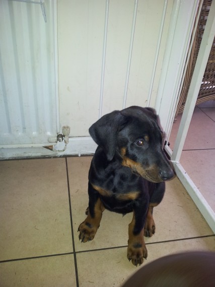 Regalo adorabili cuccioli Dobermann femminucce e maschietti disponibili