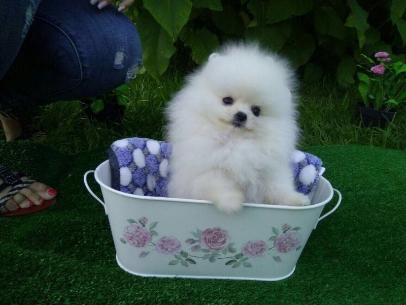 Regalo Volpini cuccioli di pomerania