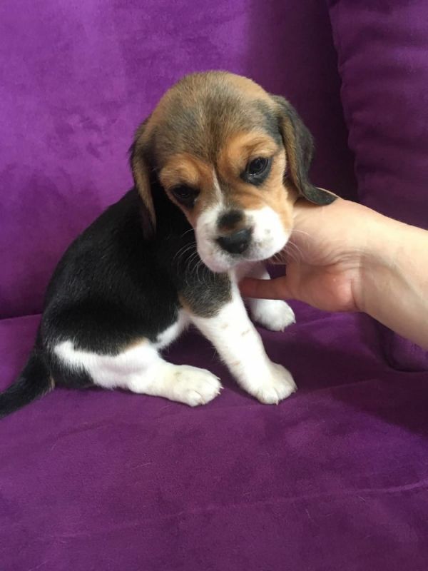 Molto bella e sani  cuccioli di beagle   per adozione maschi e femmine disponibili (gratis)