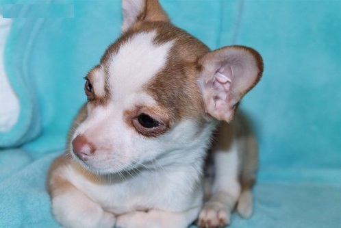 In regalo cuccioli di chihuahua mini toy