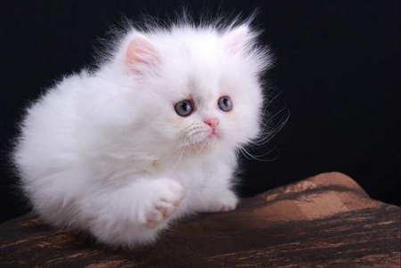 Cuccioli di persiano gattini femminucce e maschietti disponibili per l'adozione