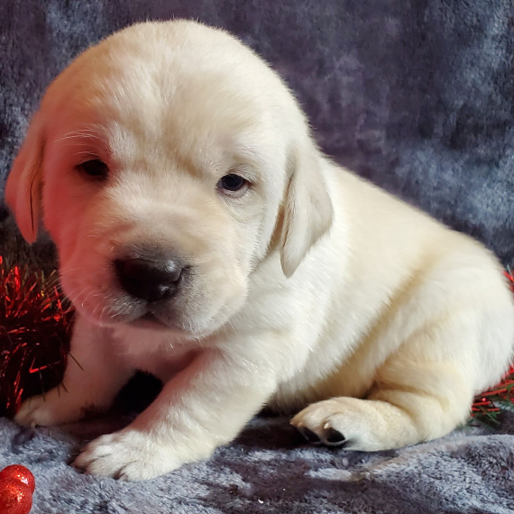 Bello Labrador , Maschio e femmina,In regalo