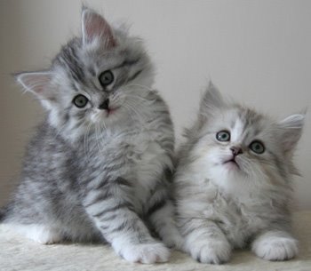 REGALO gattini siberiani  Presso il ns. allevamento amatoriale del gatto siberiano, (l'unico ipoanal