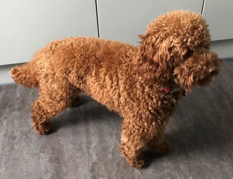 Regalo abbiamo cuccioli di barboncino
