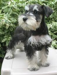 Adorabili cuccioli di schnauzer femminucce e maschietti disponibili per l'adozione cuccioli sono vac