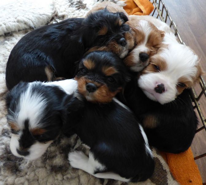 Cuccioli di cavalier king disponibili