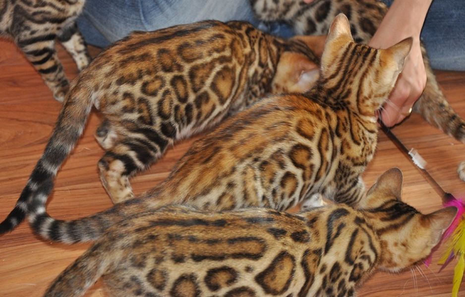 Gattini di bengala  per adozione ( regalo  )