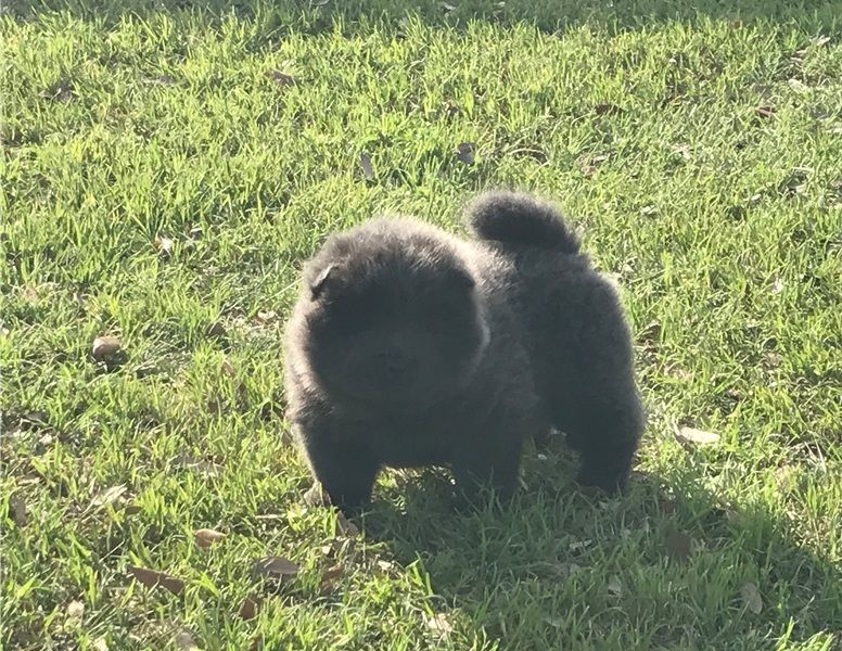 Splendidi cuccioli di Chow Chow