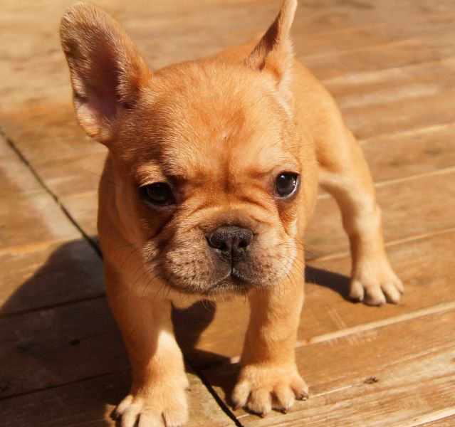Maschio e femmina adorabile bulldog francese  cuccioli disponibili per l'adozione