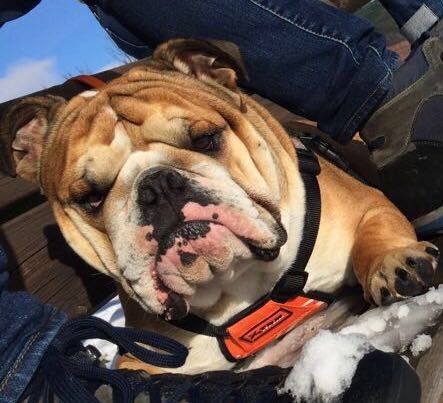 Bellissimi cuccioli di Bulldog Inglese