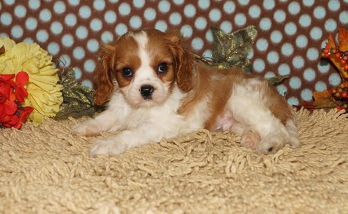 Cuccioli di cavalier king  per adozione ( maschio e femmina )