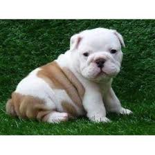 Cucciolo di Bulldog inglesi