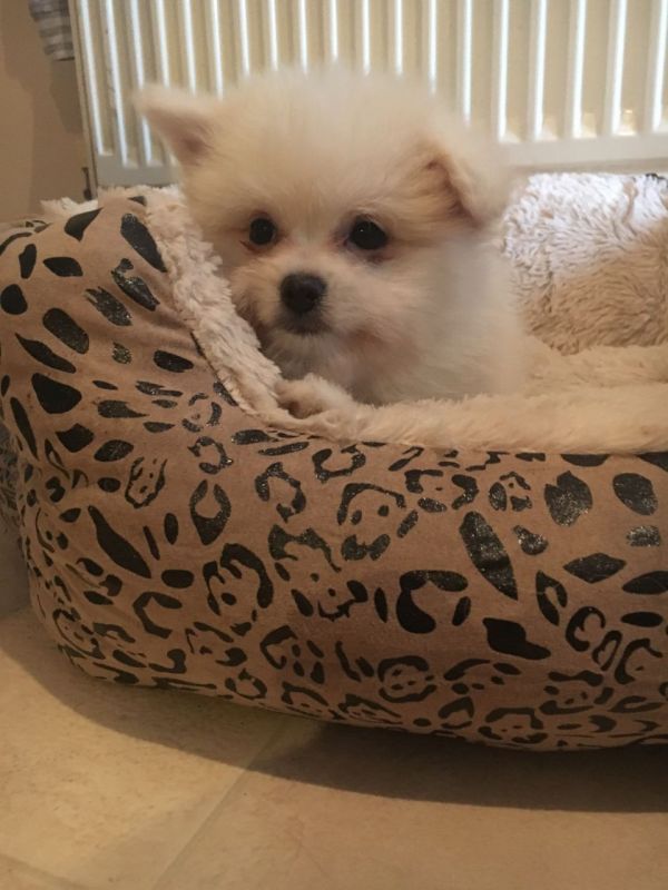 Volpino di pomerania