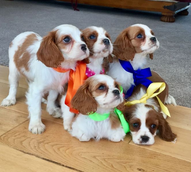 Cuccioli di cavalier king disponibili