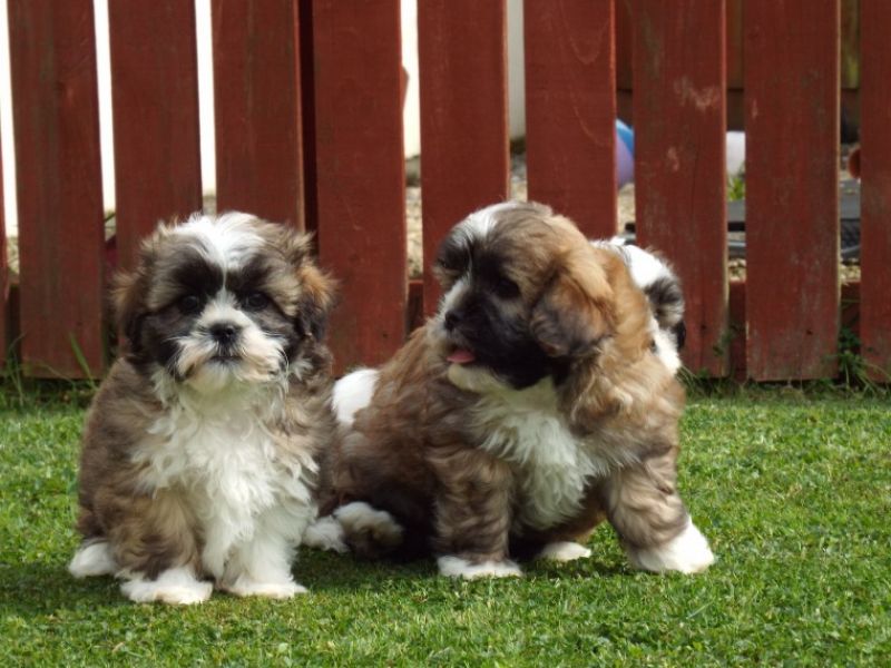 Regalo cuccioli di shitzu