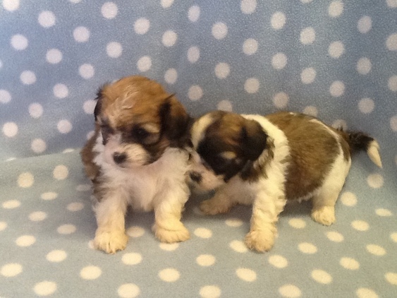 Abbiamo una bellissima cucciolata di SHIH-TZU trcolore.