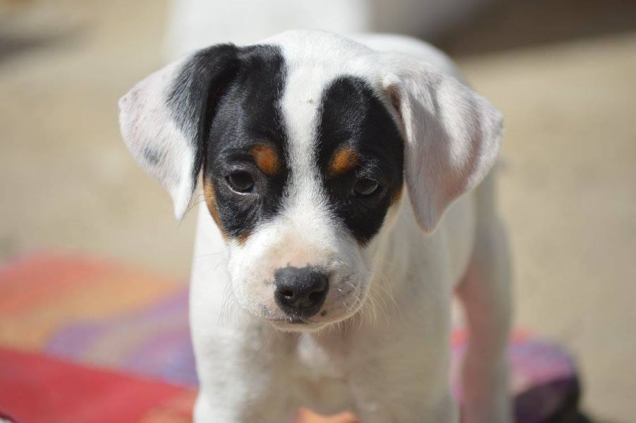 Bella e sani cuccioli di jack russel per adozione (gratis)