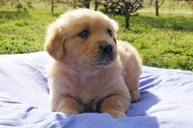 Adorabili cuccioli di golden retriever femminucce e maschietti disponibili per l'adozione cuccioli s