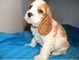 Cocker bellissimi cuccioli maschi e femmine